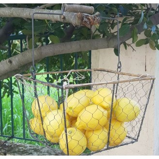 Country style fruit basket 